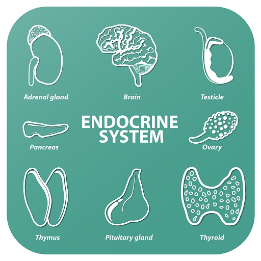 Endocrine